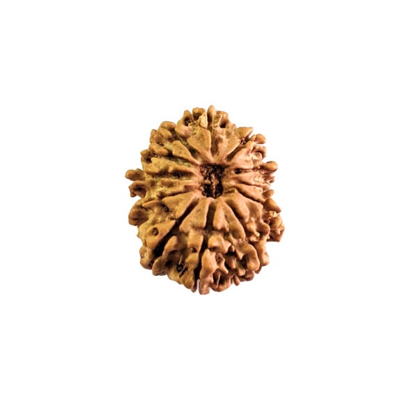 Mukhi Rudraksha in Modern Times: Their Role in Stress Relief and Wellness